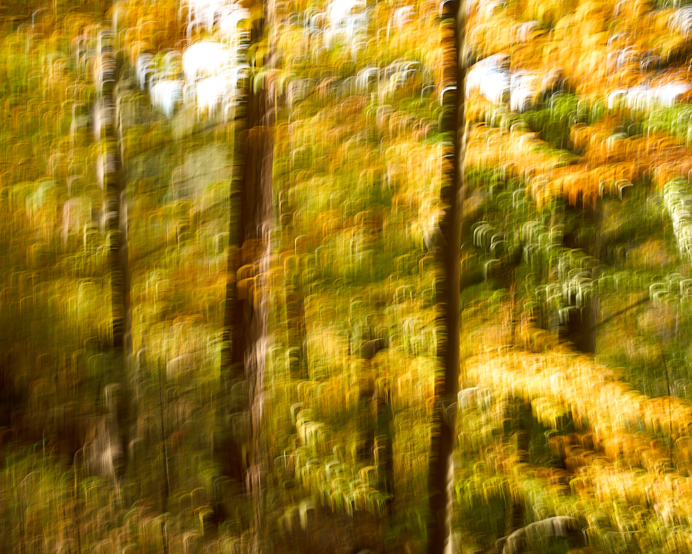 Autumn Forest 1