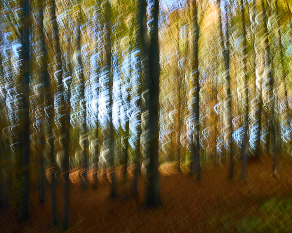 Autumn Forest 2